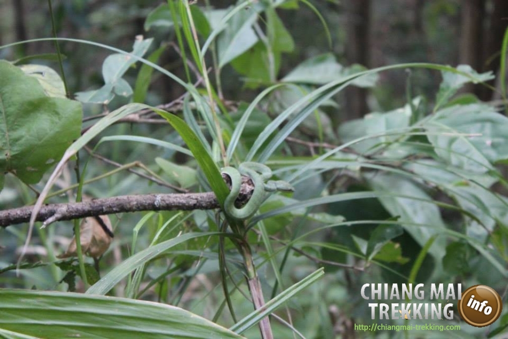 3-days/2-nights Trekking Tour | Chiang Mai Trekking | Le meilleur trekking à Chiang Mai avec Piroon Nantaya
